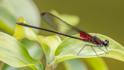 Hetaerina cruentata (Highland Rubyspot) male-4.jpg